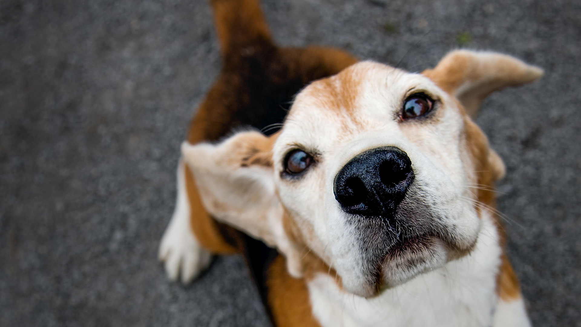 SPCA Monteregie Beagle