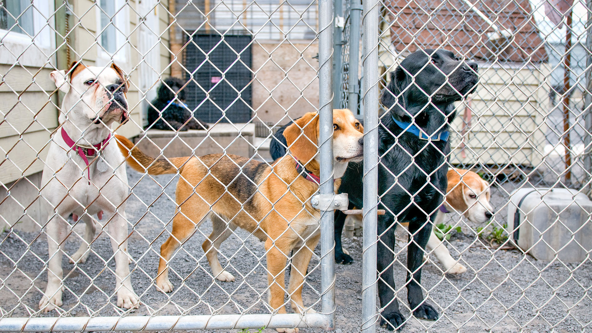 spca monteregie dogs