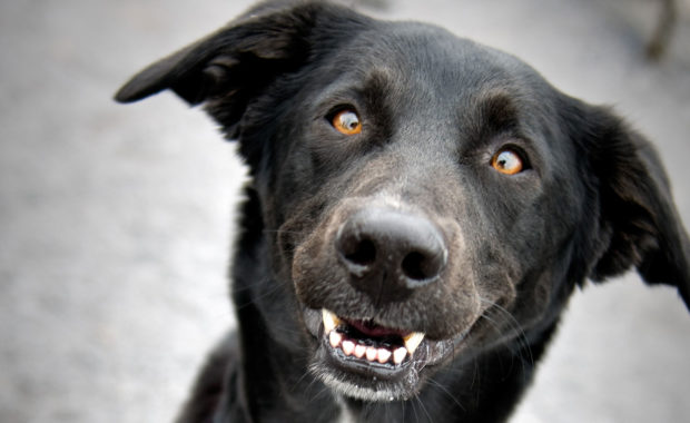 SPCA Monteregie smiling dog